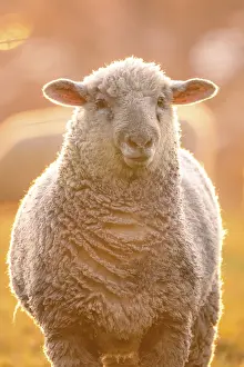 Domestic Sheep Europe Prints: Sheep in the light of the evening sun