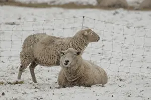 Prints of Two sheep, one lying, the other standing, on a snow-covered field in front of a fence, sheep, borken, munsterland, germany Two sheep, one lying, the other standing Related Prints: Snowy Scene: Two Sheep in Munsterland, Germany Print
