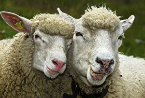 Deserted Outdoor Photography Prints: Two sheep in partnership