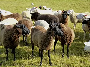 Livestock Farming Prints: Sheep on the pasture