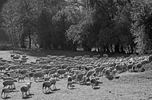 Black And White Sheep Prints: Sheep on a pasture against light