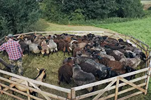 Uninhabited Farm Animal Scenes Prints: Sheep are made for shearing, Rognitz