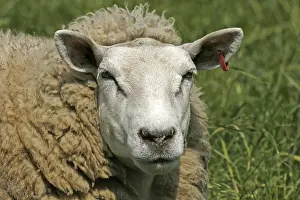 Farm Animal Portrait Prints: Sheep - Sheep