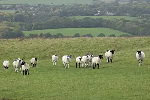 Domestic Sheep UK Prints: Sheep, South Downs Way at Devil's Dyke
