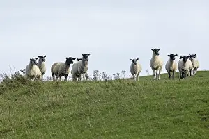Productive Livestock Farming Prints: Sheep, South Downs Way at Devil's Dyke