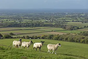 Animal Husbandry UK Prints: Sheep, South Downs Way at Devil's Dyke