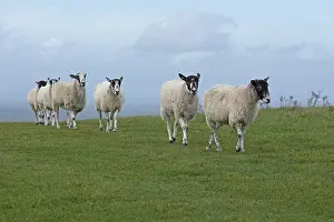 Livestock Breeding UK Prints: Sheep, South Downs Way at Devil's Dyke
