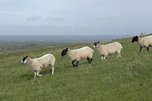 English Farm Animals Prints: Sheep, South Downs Way at Devil's Dyke