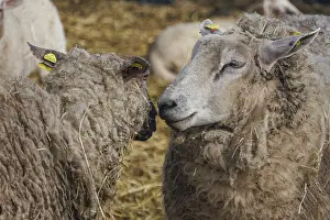 Prints of Two sheep standing close together on straw, showing comfort and affection, Gemen, Munsterland, Germany Two sheep standing close together on straw, showing comfort and affection, Gemen, Mnsterland Related Prints: Two Sheep on Straw Print, Gemen, Germany