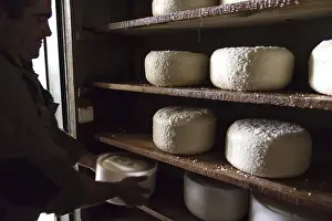 Sheep Cheese Making Prints: Sheep's cheese making