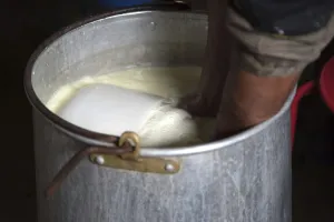 Aquitaine Region Prints: Sheep's cheese making