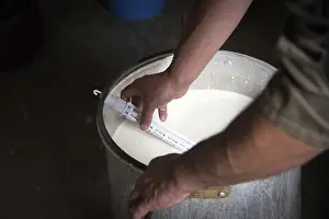 Domestic Sheep Farming Prints: Sheep's cheese making