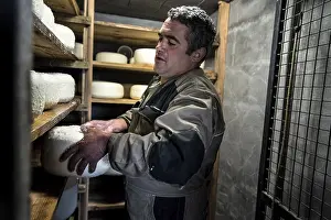 Sheep Cheese Making Prints: Sheep's cheese making