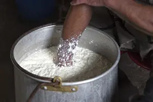 Domestic Sheep Farming Prints: Sheep's cheese making