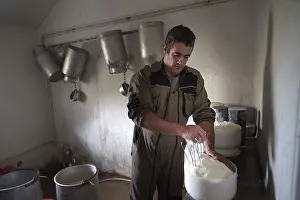 Sheep Cheese Making Prints: Sheep's cheese making
