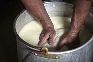 Livestock Breeding Techniques Prints: Sheep's cheese making