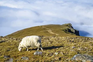 Snowdonia Landscape Prints: Sheeps on Snowdon Massif, Snowdon Range