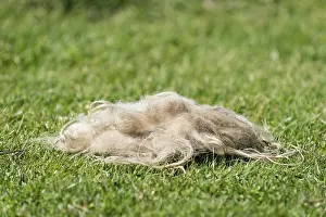 Uninhabited European Islands Prints: Sheep's wool lying in the grass