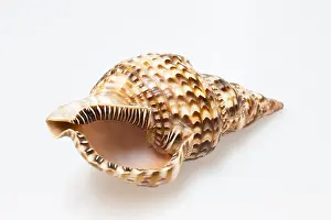 Conch Prints: Shell Print by Shell from imageBROKER