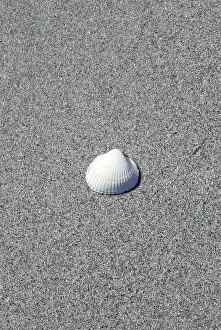 Deserted Coast Prints: Shell on the beach
