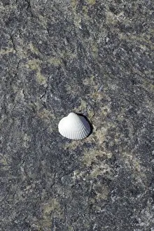No People Beachfront Views Prints: Shell on the beach