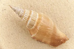 Conch Prints: Shell on the Beach Print
