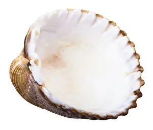 White Background Seashells Prints: Empty shell of mussel shells, against white background