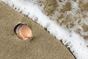 Empty Shoreline Prints: A shell in the sand on the beach