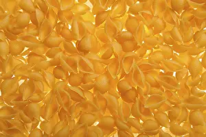 Deserted Grocery Aisle Prints: Shell shaped spaghetti background