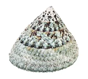 White Studio Environment For Text Prints: The shell of a slotted snail against a white background