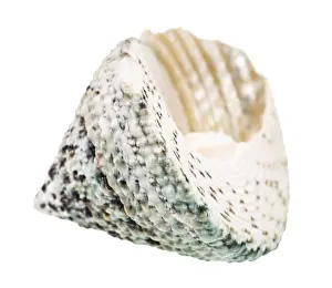 Studio Shot Mollusc Prints: Empty shell of a slotted snail against white background