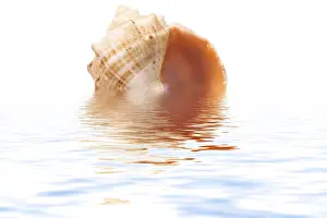 White Studio Environment For Text Prints: Shell on a white background