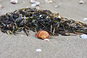 Hydrophytic Plant Europe Prints: Shellfish and seaweed lying on the beach