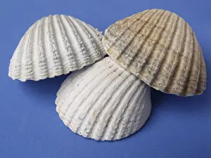 Conch Prints: Shells Shells Print by imageBROKER