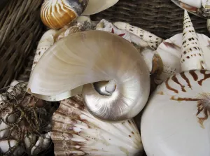 Cephalopod Species Prints: Shells in a basket