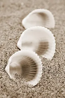 Beach Shells Prints: Shells on the beach