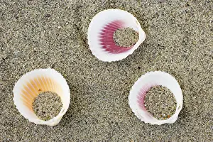 Beach Shells Prints: Shells on the beach