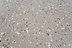 Conch Prints: Shells at Beach Print