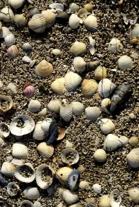 Deserted Seaside Scene Prints: Empty shells on a beach