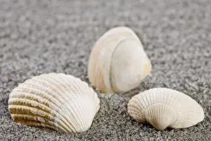 Conch Prints: Shells on the Beach Print