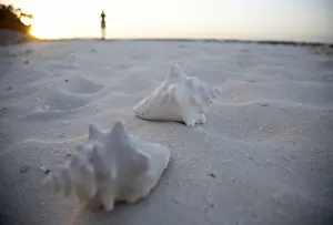 Conch Prints: Cuba Shells on the Beach Print