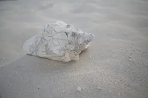 Conch Prints: Shells on the Beach, Cuba Print