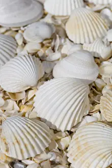 Sandy Ocean Beaches Europe Prints: Shells on the beach of Peniscola