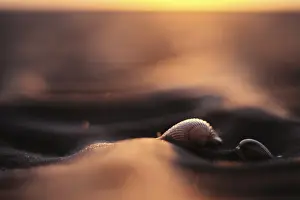 German Coastal Landscape Photography Prints: Shells of the common cockle (Cerastoderma edule) in the mudflats