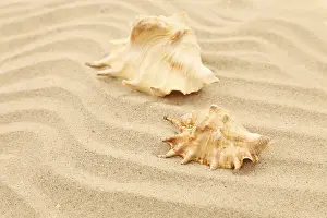 Bivalve Shells Prints: Two shells is located on sandy background