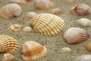 Conch Prints: Shells in the sand Print by ImageBROKER