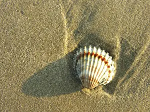 Mussel Shell Images Prints: Shells in the sand
