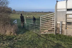 European Animal Husbandry Prints: Shepherds prepare the sheep pens for loading