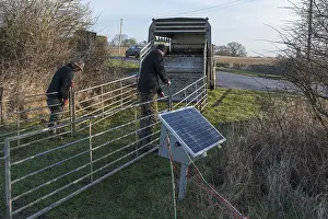 Livestock Farming Germany Prints: Shepherds prepare the sheep pens for loading