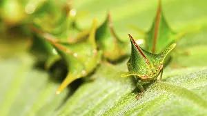 Hemiptera Prints: Shield Bug Print, Napo River Basin, Ecuador